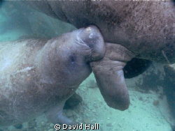 Manatee calf nursing with mother. by David Hall 